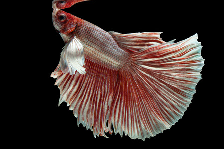 Betta Siamese fighting fish, Betta splendens , popular aquarium fish. Big ears dumbo Red white half moon long tail Betta Fighting motion face isolated on blackの写真素材