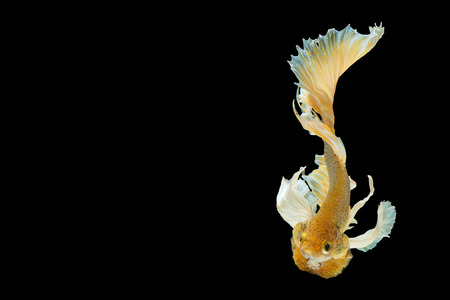 Betta Siamese fighting fish, Betta splendens , popular aquarium fish. Big ears dumbo Golden yellow glossy half moon long tail Betta Fighting motion face isolated on blackの写真素材