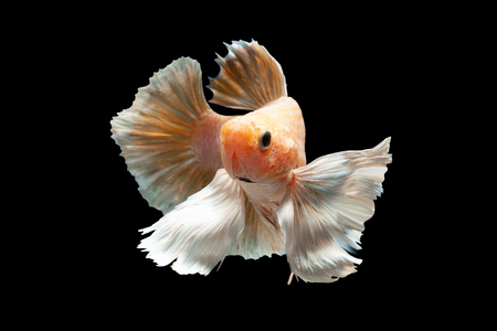Close up art movement of Betta fish,Siamese fighting fish isolated on black background.Fine art design concept.の写真素材