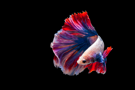 Betta Siamese fighting fish, Betta splendens Pla-kad biting fish Thai,popular aquarium fish. Red White blue Thailand flag half moon isolated on blackの写真素材