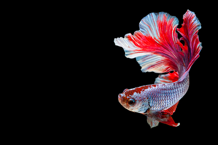 Betta Siamese fighting fish, Betta splendens Pla-kad biting fish Thai,popular aquarium fish. Red White blue Thailand flag half moon isolated on blackの写真素材