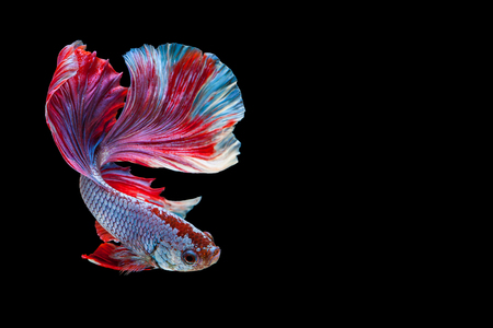 Betta Siamese fighting fish, Betta splendens Pla-kad biting fish Thai,popular aquarium fish. Red White blue Thailand flag half moon isolated on blackの写真素材