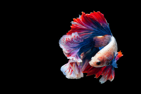 Betta Siamese fighting fish, Betta splendens Pla-kad biting fish Thai,popular aquarium fish. Red White blue Thailand flag half moon isolated on blackの写真素材