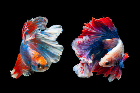 Betta Siamese fighting fish, Betta splendens Pla-kad biting fish Thai,popular aquarium fish. Red White blue Thailand flag half moon isolated on blackの写真素材