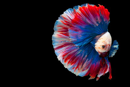 Betta Siamese fighting fish, Betta splendens Pla-kad biting fish Thai,popular aquarium fish. Red White blue Thailand flag half moon isolated on blackの写真素材