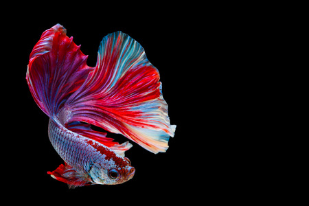 Betta Siamese fighting fish, Betta splendens Pla-kad biting fish Thai,popular aquarium fish. Red White blue Thailand flag half moon isolated on blackの写真素材