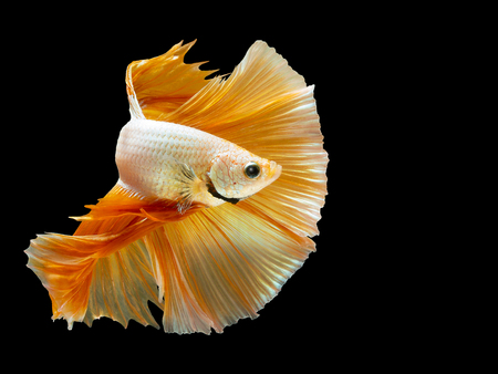 Close up art movement of Betta fish,Siamese fighting fish isolated on black background.Fine art design concept.の写真素材