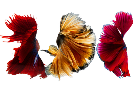 Black yellow and Super Red Half Moon Tails a, Siamese fighting fish,fighting fish,Betta white  backgroundの写真素材