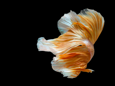 Close up art movement of Betta fish,Siamese fighting fish isolated on black background.Fine art design concept.の写真素材