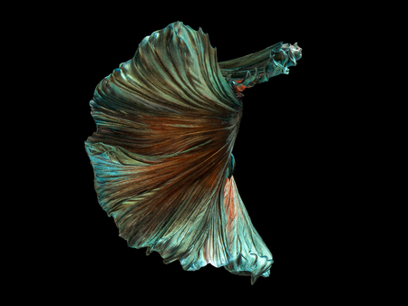 Betta Siamese fighting fish, Betta splendens , popular aquarium fish. Green copper metallic glossy half moon long tail Betta Fighting motion face isolated on blackの写真素材