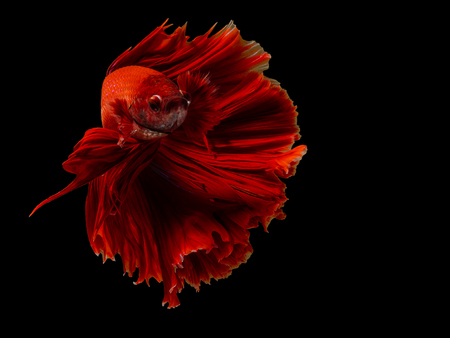 Red Half Moon Tails, Siamese fighting fish,fighting fish,Betta splendens,on black backgroundの写真素材