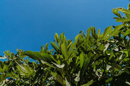 green tree leaves against the blue sky. High quality photoの写真素材