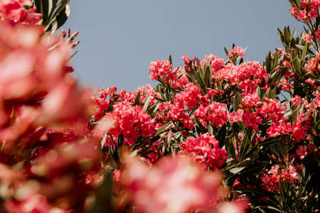 Pink oleander flowers with green leaves against the blue sky. の写真素材