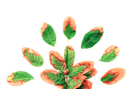 Green and orange autumn branch, pomegranate on white background. Color leaves isolated on white background.の写真素材
