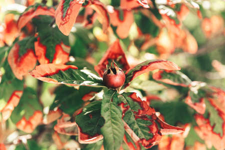 Green and orange autumn branch with pomegranate, and sun glare.の写真素材