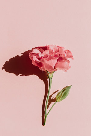 Rose bud on pink background. Sun shadow. Top view.の写真素材