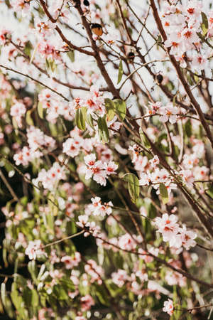 A field of blossoming almond trees. Cherry blossom. Blues sky.の写真素材