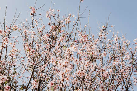 A field of blossoming almond trees. Cherry blossom. Blues sky.の写真素材