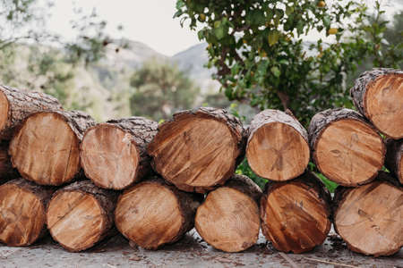 Wood logs storage in the open air. Many sections of logs Firewood stacked in the open air. Wood log...