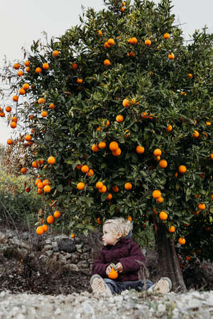 Baby girl in the orange garden. in spring time. Trees with fruits.の写真素材
