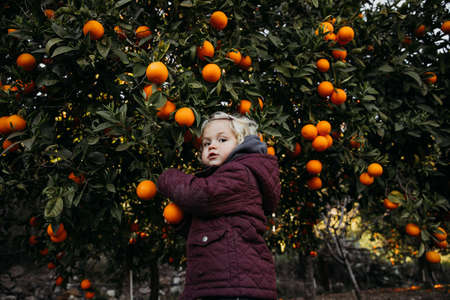 Baby girl in the orange garden. in spring time. Trees with fruits.の写真素材