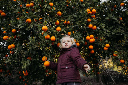 Baby girl in the orange garden. in spring time. Trees with fruits.の写真素材