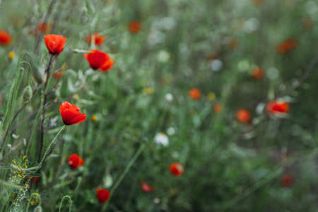 Poppies on green field on summerの写真素材