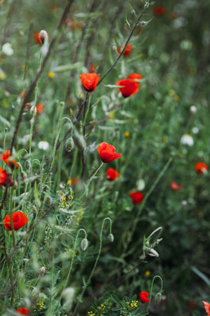 Poppies on green field on summerの写真素材