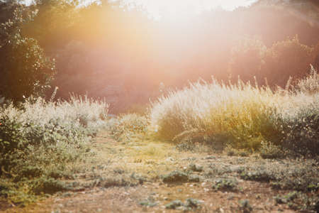 Path in the field at sunset in spring.の写真素材