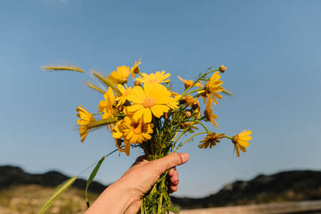 Bouquet of yellow wild flowers in hand. In spring time ar sunset. Daisy wheel.