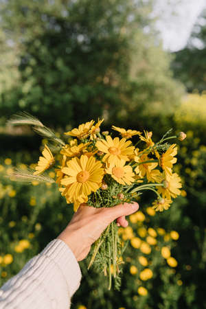 Bouquet of yellow wild flowers in hand. In spring time ar sunset. Daisy wheel.の写真素材