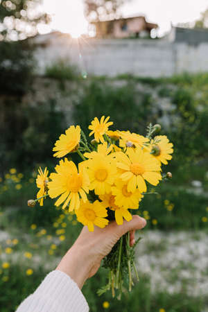 Bouquet of yellow wild flowers in hand. In spring time ar sunset. Daisy wheel.