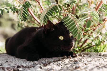Beautiful black cat with green eyes under the green blooming bush. Lies under a bush.の写真素材