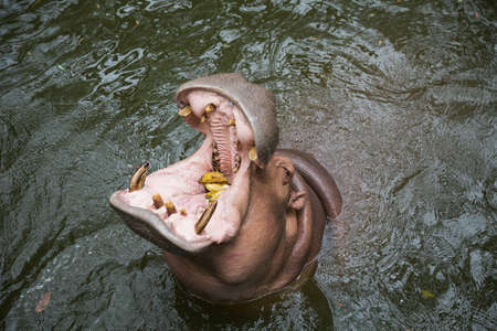 Ordinary Hippo, close-up, wide open mouthの写真素材