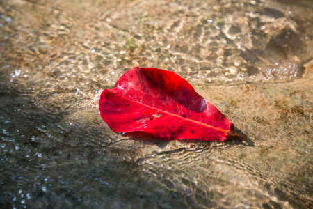 One red leaf of a tree, lying in a running stream on a summer dayの写真素材
