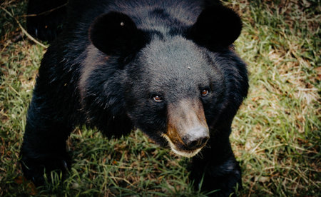 Black bear on the grass. Close-up of a wild animal.