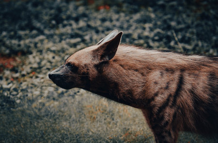 spotted hyena in the park, closeup of head and neck
