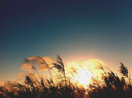 Sunset timeの素材