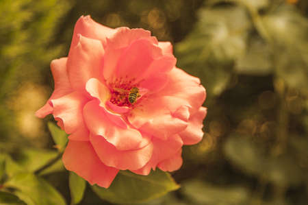 Beautiful rose and the bee  Nice garden illustration の写真素材