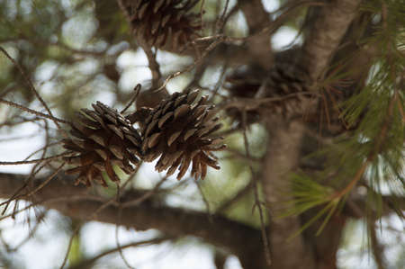Pine brunch with two cones  Nature illustration 