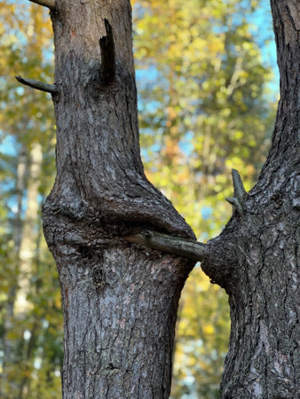 Two unusual trees against the background of the northern autumn forest. The branch has grown into the trunk. A beautiful and unusual effect like the human body. Golden autumn and leaf fall in late October.の写真素材