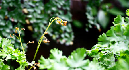 the new born of fern