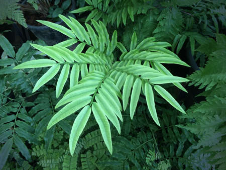 New Fern Leaf Close-up with beautiful form.