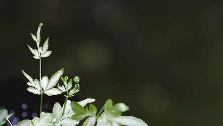 Pteris ensiformis,sword brake fern,silver lace fern,is the exotic plants native to tropical area of Asia and Africa.の写真素材