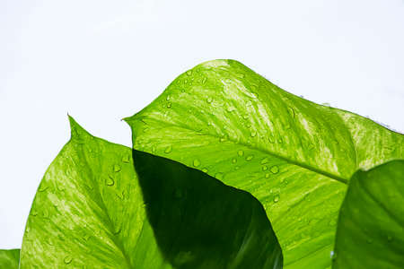 The transparent of Green leaves with water drops on white background.