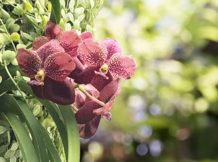 Beautiful Red Orchid flowers on outdoor nature green blur background.の写真素材