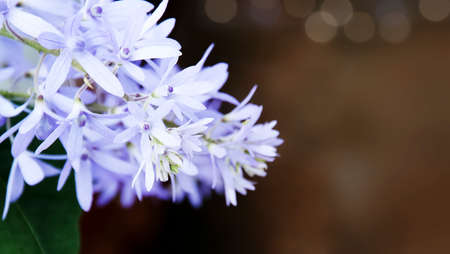 Selective focus on Sandpaper vine,the beautiful blue flowers with bokeh background.の写真素材