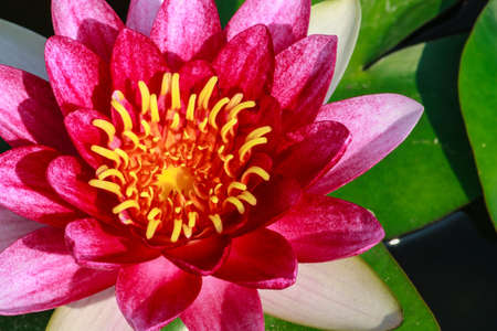 Pink with white Lotus,Thailand