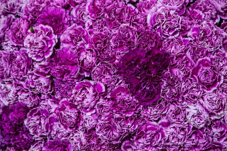 Purple flower patternの写真素材