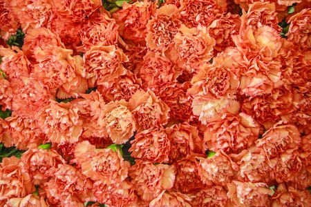 Orange flower patternの写真素材